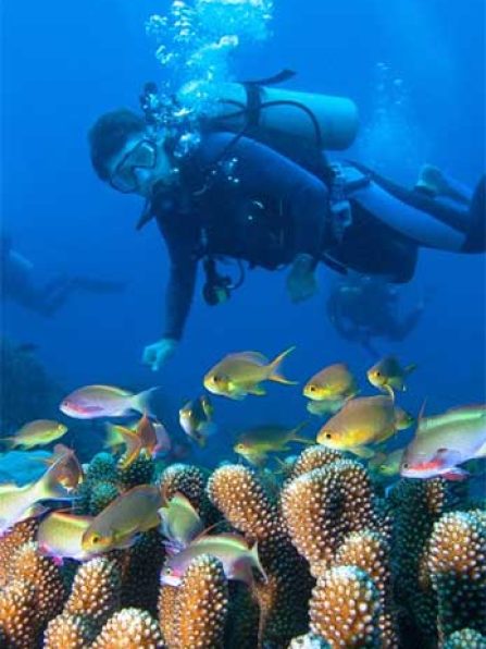 spot diving karimunjawa